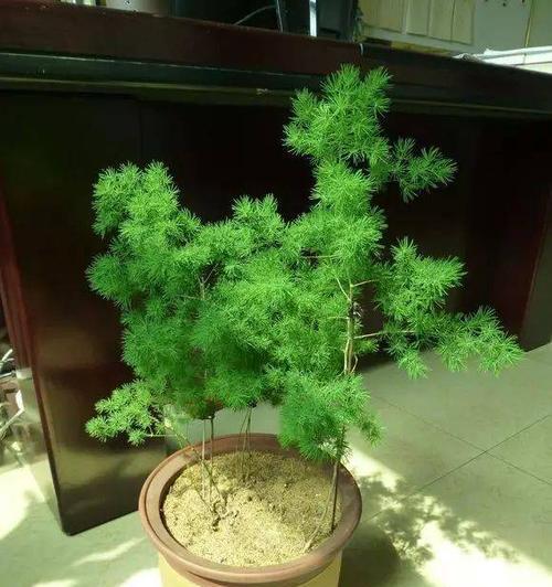 蓬莱松修剪方法有哪些？如何正确修剪蓬莱松？