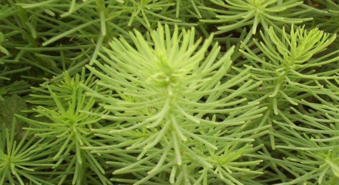 蓬属于什么植物类别？蓬的分类有哪些特点？
