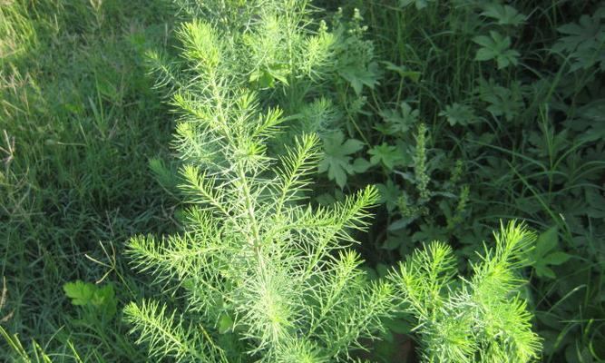 蓬属于什么植物类别？蓬的分类有哪些特点？