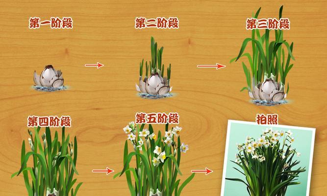 膨珊瑚和光棍树有什么区别？如何区分两者？