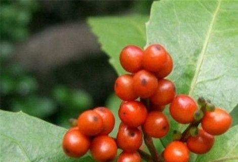 膨珊瑚会开花吗？它们通常在什么时间开花？