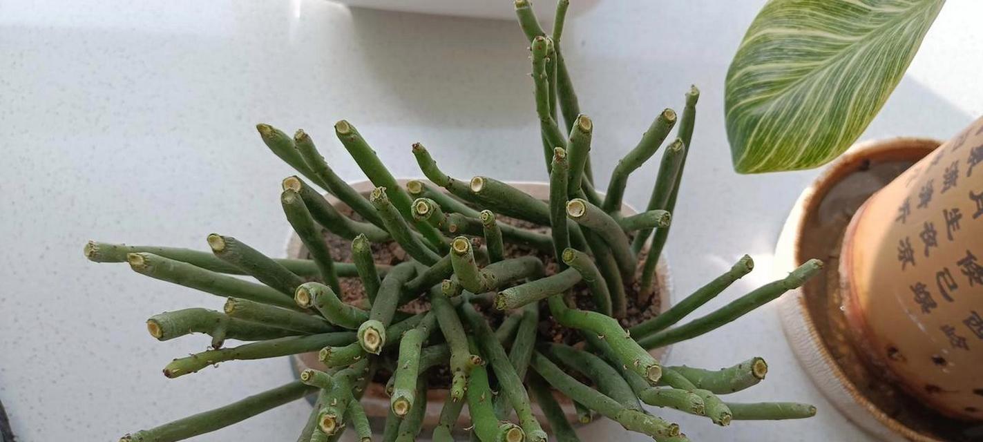 膨珊瑚会开花吗？它们通常在什么时间开花？