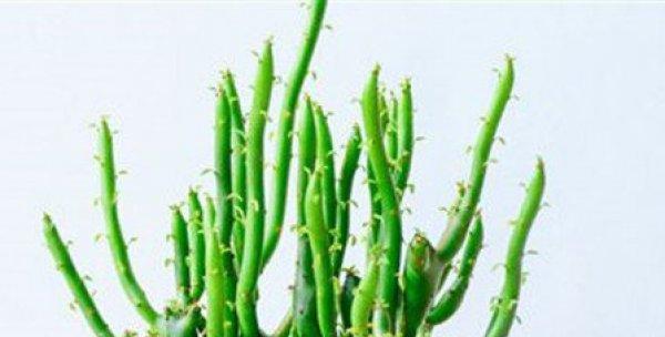 膨珊瑚修剪方法是什么？如何正确修剪膨珊瑚？