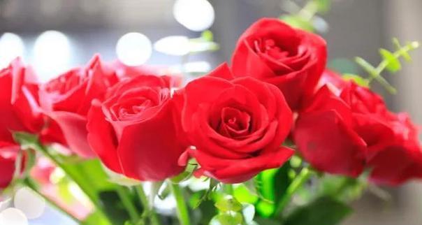 朋友道歉时应该送什么花？花语和选择指南是什么？