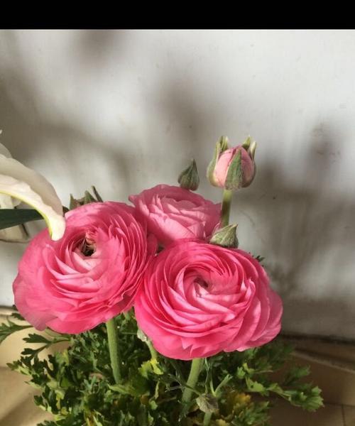 朋友生病时送什么花最合适？不同场合的花卉选择指南？