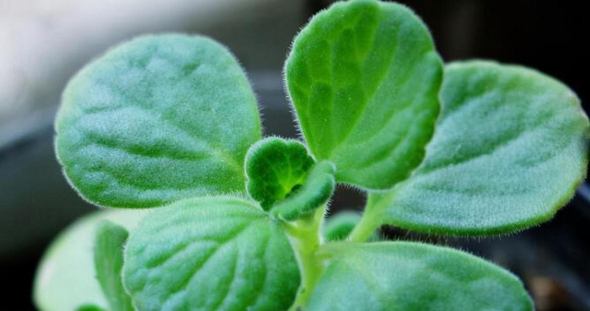 碰碰香是什么样的植物？它有哪些独特特点？