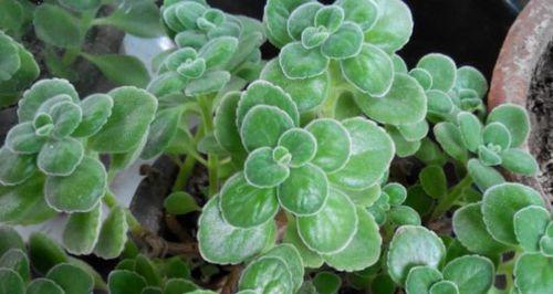 碰碰香是什么样的植物？它有哪些独特特点？
