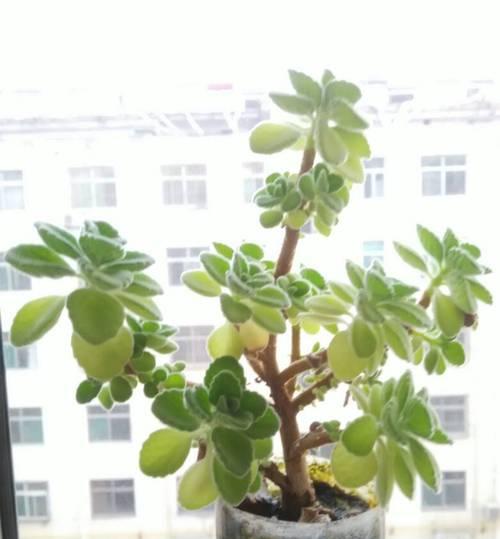 碰碰香掉叶子怎么办？如何快速恢复植物健康？