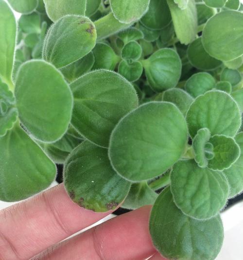 碰碰香掉叶子怎么办？如何快速恢复植物健康？