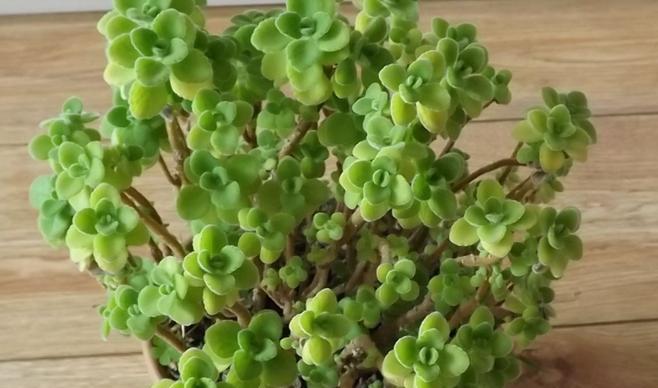 碰碰香浇水频率是多少？如何正确浇水？