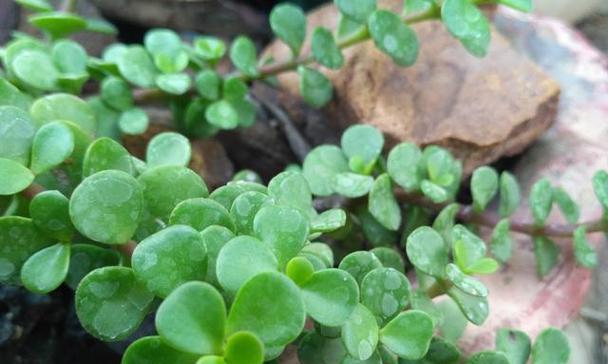 碰碰香开花吗？养几年才能开花？