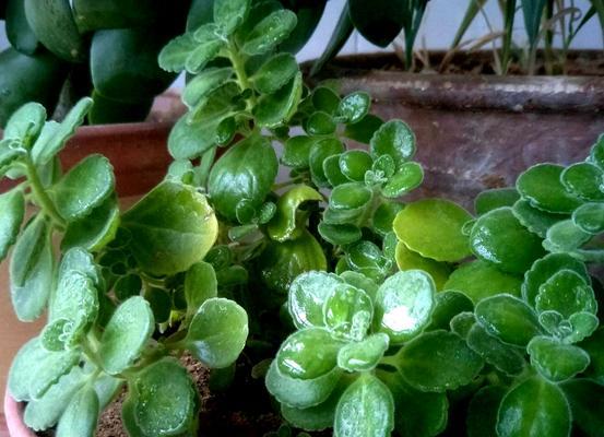 碰碰香开花吗？养几年才能开花？