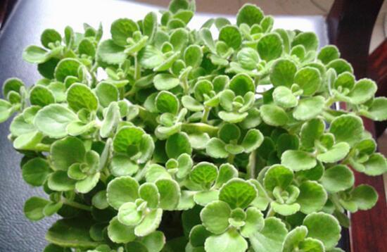 碰碰香是什么植物？它的特点和养护方法有哪些？