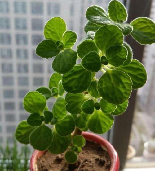 碰碰香是什么植物？它的特点和养护方法有哪些？