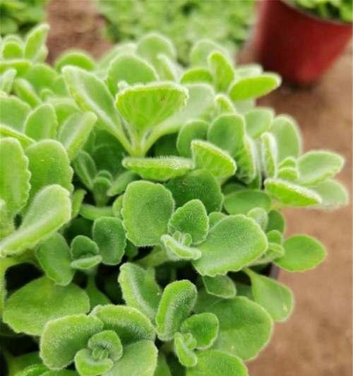 碰碰香水培植方式哪种更优？土培与培植的利弊分析？
