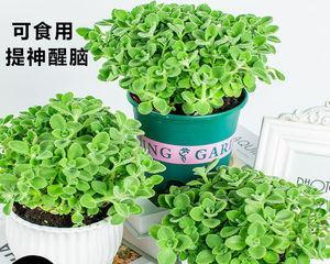 碰碰香水培植方式哪种更优？土培与培植的利弊分析？