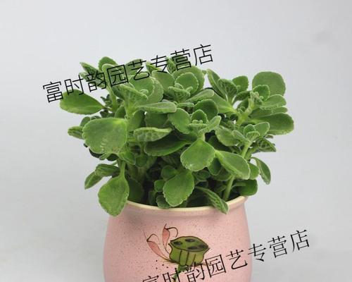 碰碰香种植时选择深盆还是浅盆好？哪种更适合？
