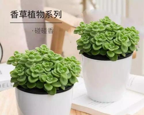 碰碰香种植时选择深盆还是浅盆好？哪种更适合？