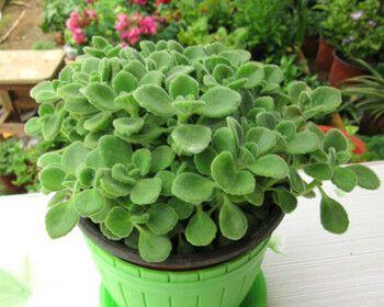 碰碰香种植时选择深盆还是浅盆好？哪种更适合？