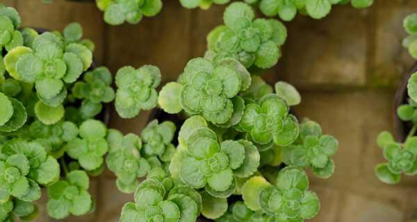 碰碰香种植的最佳时间是什么时候？具体步骤有哪些？