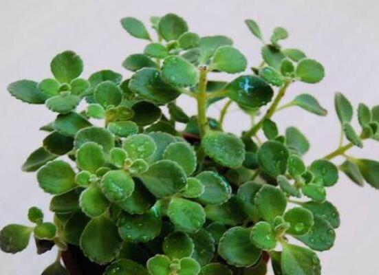碰碰香种植的最佳时间是什么时候？具体步骤有哪些？