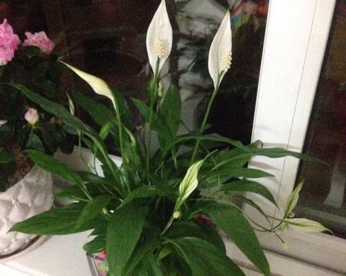 啤酒兑水浇白掌花可行吗？正确浇水方法是什么？