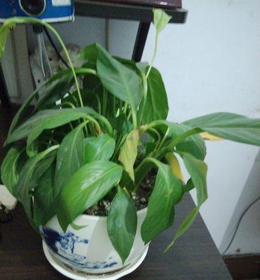 啤酒兑水浇白掌花可行吗？正确浇水方法是什么？