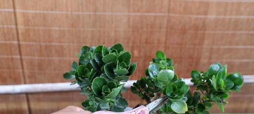 啤酒兑水浇长寿花的正确方法和注意事项是什么？