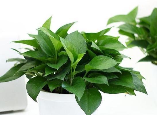 啤酒兑水浇桂花树可行吗？这样做有什么影响？