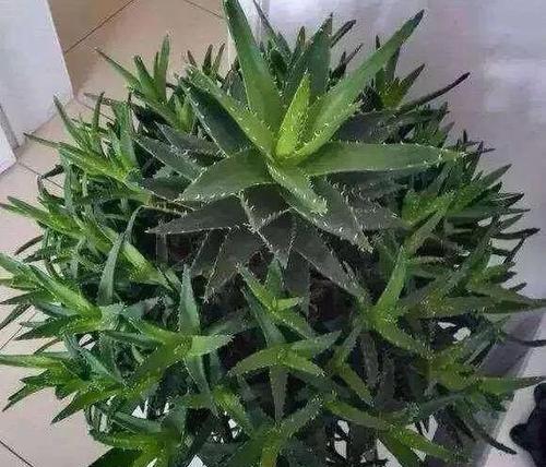 啤酒兑水浇芦荟可行吗？正确浇水方法是什么？