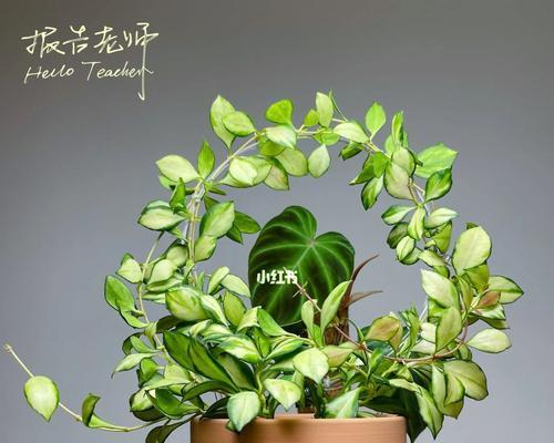 啤酒兑水浇球兰可行吗？正确浇水方法是什么？