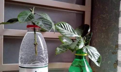 啤酒兑水浇蔬菜可行吗？对植物生长有何影响？