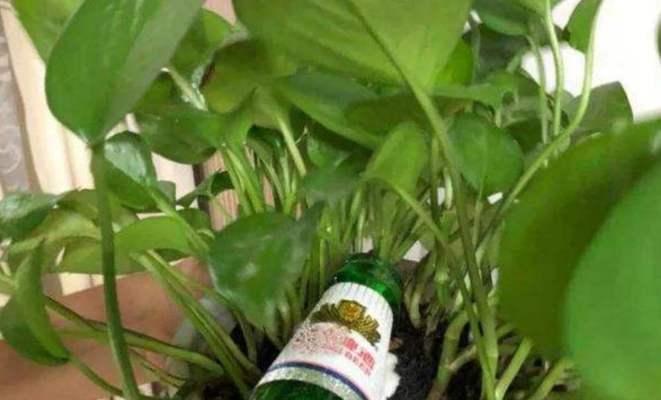 啤酒养花真的有效吗？如何正确使用啤酒来养花？