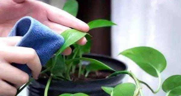 啤酒好适合浇什么花？使用啤酒浇花的正确方法是什么？