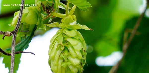 啤酒花种植条件是什么？哪些地区气候最适合种植啤酒花？