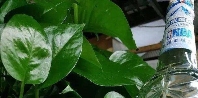 啤酒浇花的正确方法是什么？哪些花适合用啤酒浇灌？