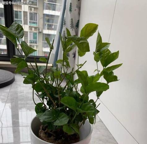 啤酒浇花的正确方法是什么？哪些花适合用啤酒浇灌？