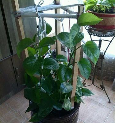 啤酒可以浇菜吗？这样做对植物有什么影响？