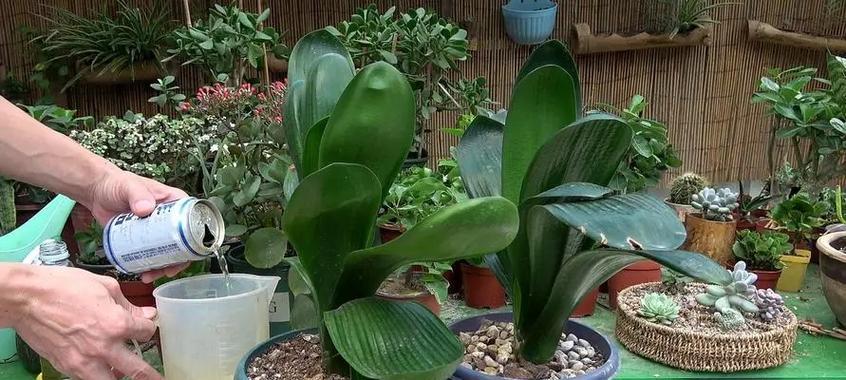 啤酒可以浇菜吗？这样做对植物有什么影响？
