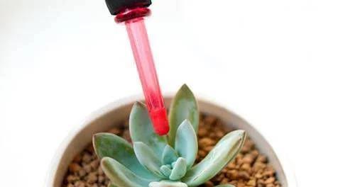 啤酒浇多肉植物有好处吗？正确方法是什么？
