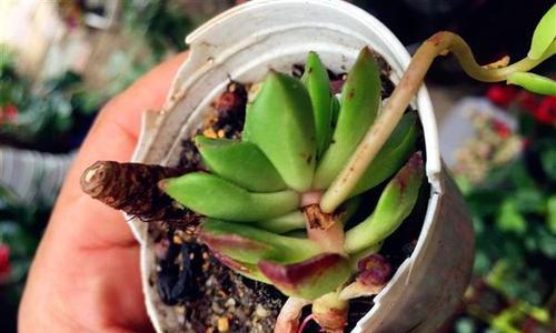 啤酒浇多肉植物有好处吗？正确方法是什么？