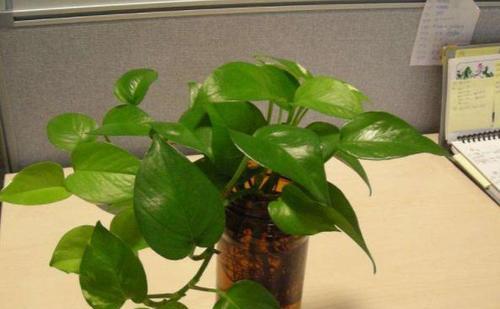 啤酒能用作植物肥料吗？使用啤酒做肥料的正确方法是什么？