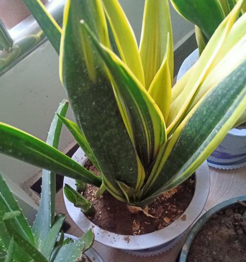 啤酒能用作植物肥料吗？使用啤酒做肥料的正确方法是什么？