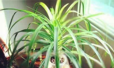 啤酒兰怎么养长的好？掌握这些技巧轻松培育健康植株！