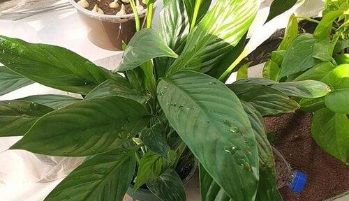 啤酒适合浇什么花？使用啤酒浇花的正确方法是什么？