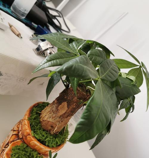 啤酒适合浇什么花？使用啤酒浇花的正确方法是什么？