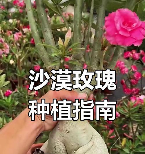 沙漠玫瑰如何种植？种植攻略是什么？