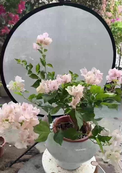 沙漠玫瑰如何种植？种植攻略是什么？
