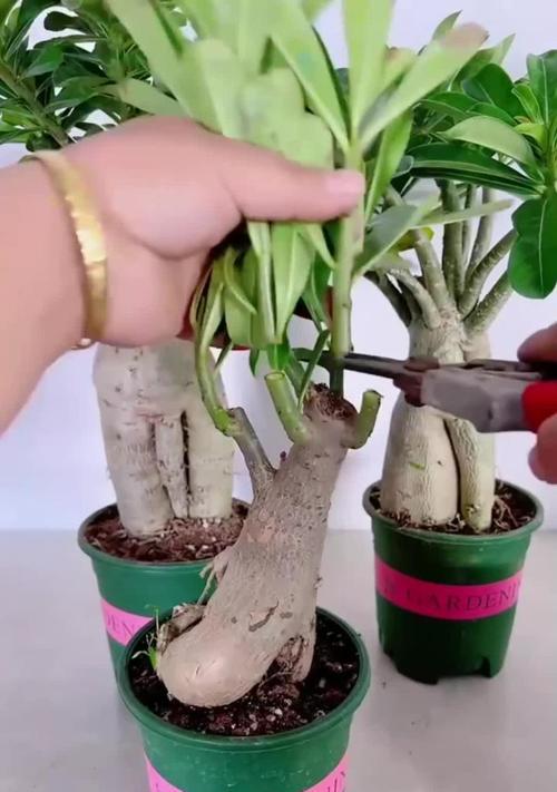 沙漠玫瑰如何种植？种植攻略是什么？