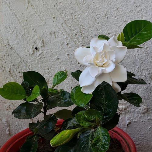 栀子花的花期如何解析？掌握哪些关键点可以持续开花？